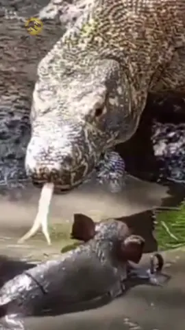 Komodo Dragon Eating Live Wild Boar  #komododragon #animals #wildanimals #animalworld #thegioidongvat 