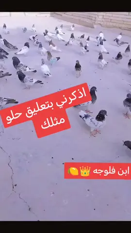 #فلوجه_ابن_الانبار #لعيونكم_حبايب_قلبي♡🧤🙋 #تعليقاتكم_لايك_كومينت_اكسبلور #رائيكم_يهمني #ياندامه🙁💔 