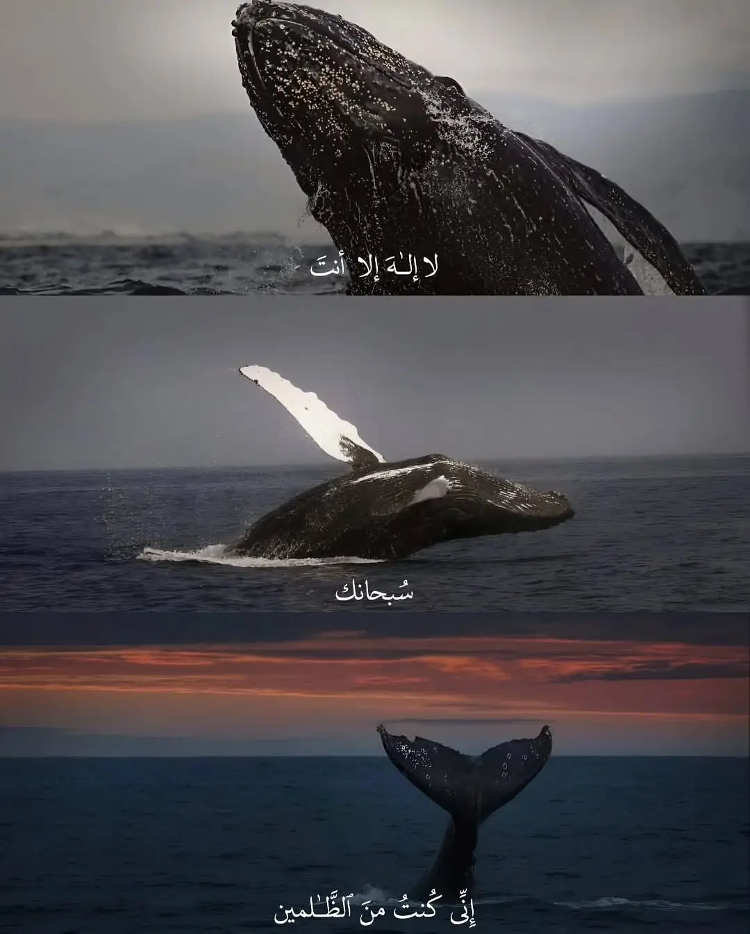 #explore #fyp #fypシ゚viral #صلوا_على_رسول_الله🤲🕋 #قران_كريم 