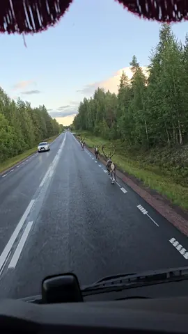 #finland🇫🇮 #sweden #norway #scania 