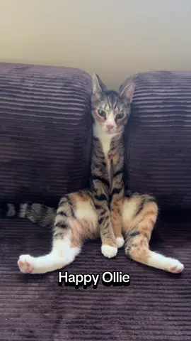 Ollie says no to trending audio yes to slurps  #olliewobbles #wobblycatsoftiktok #wobblycat #cerebellarhypoplasia #wobblycatsyndrome 