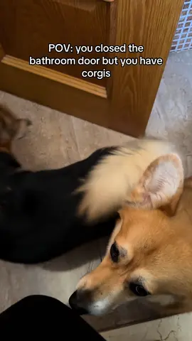Always🥲 #dog #corgis #dogperson #dogowner 