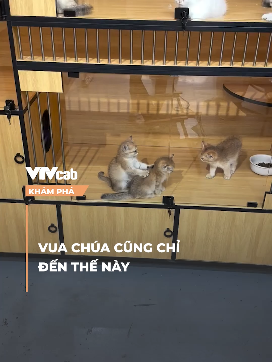 Tất cả quỳ xuống! #vtvcab #khampha #vtvcabkhampha #onlive