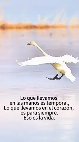 Frases #frase #reflexion 