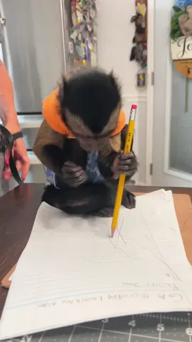 That looks like the right answer!✏️ #oliverlincoln #smartboy #capuchin #monkey #monkeysoftiktok 
