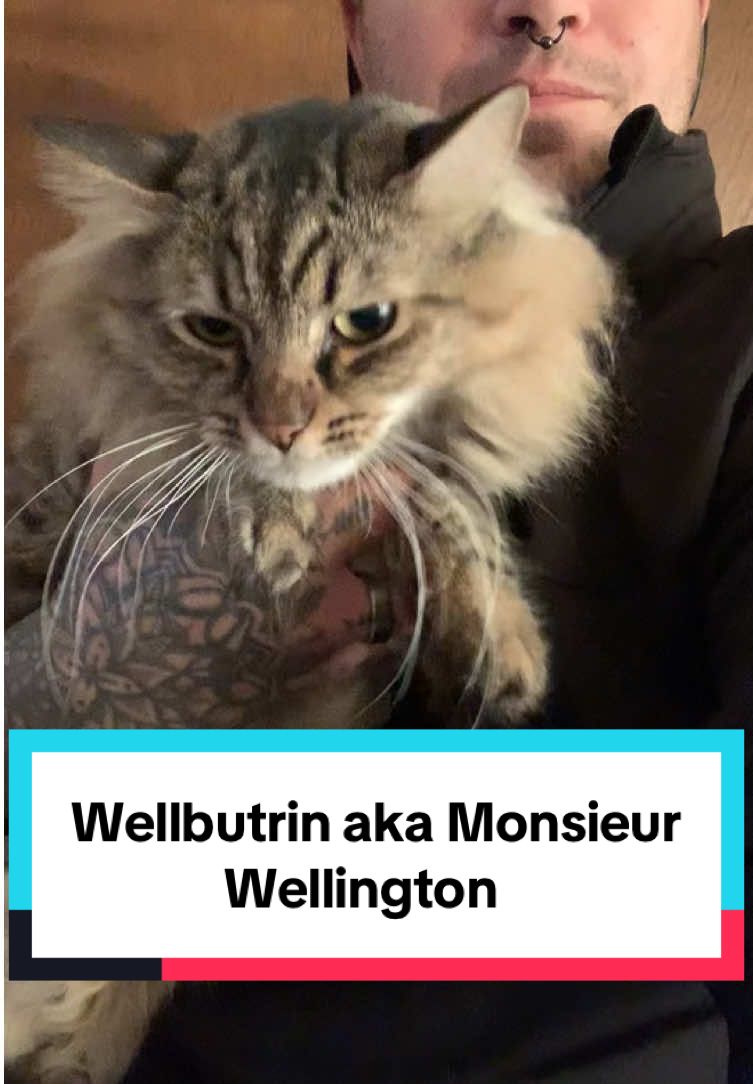 Melissa rescued Welly before her mom passed away. I remember I was streaming and Melissa ran into the apt and sneakily got a carrier and said she has a surprise for me. She came back an hour later with Beef Wellington the cat. 🐈 A little girl had snipped his whiskers with scissors. He’s now one of our 5 personal cats even though we have 12 in our apartment and some of them are going to fosters/adopters. I love them all so much!  #pawsvsclaws #podiumpush #itsbobbyopp 