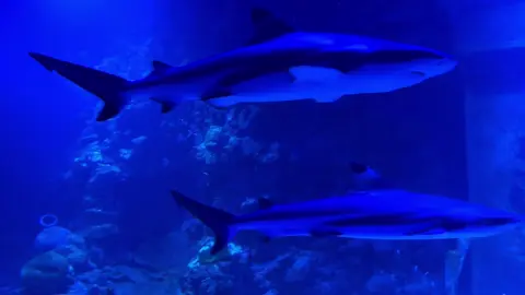 #sharks #fyp #genesis #grimes 
