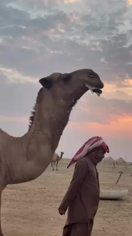 #الوجعان #الطنايا #شمر 