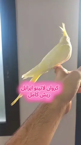 انتاية كروان لاتينو ،العمر 3 شهور 