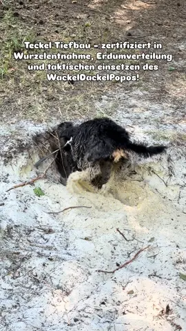 Taktischer Einsatz des WackelDackelPopos 🤣🥰 Ein Dackel macht eben keine halben Sachen beim buddeln!!🤣 #dachshund #dackel #hund #sicherheitsdackel #teckeltiefbau 