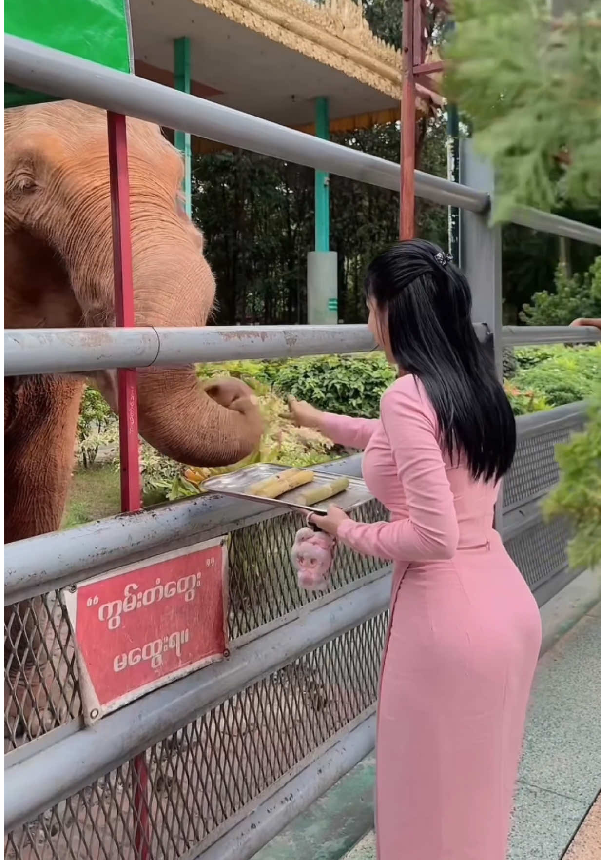 ချစ်စရာ 🐘ဆင်လိမ္မာလေးတွေ🥰