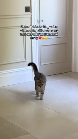 My poor baby was not allowed whilst on a work call 🥹🤣#fyp #kittensoftiktok #catsoftiktok #funnypets #animalsoftiktok 