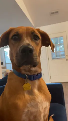 When your dog starts “talking” and suddenly has way too many opinions 😂🗣️ #DogComedy #PuppyLove #DogLife #FunnyDogs #DogHumor 