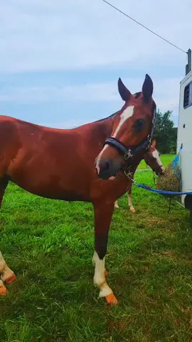 Les test en terrain de Mimie ! #franchemontagne #franchemontagnecheval #cheval #testenterrain #equitation 
