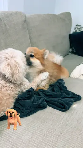 #cutedog #puppy 