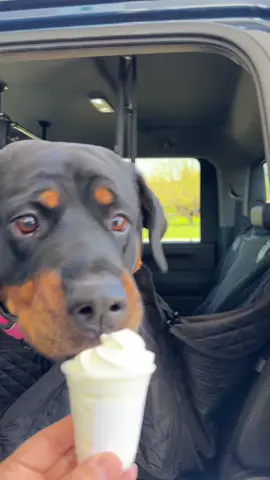 When You’ve been a Good Girl 🐾💖 #shorts #dog #Vlog #travel