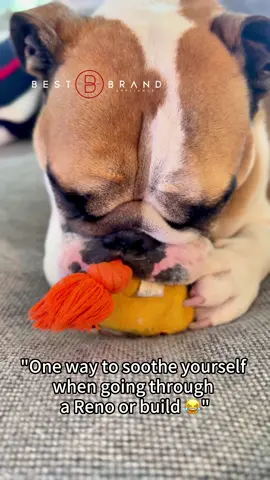 One way to soothe yourself when going through a Reno or build… Rolo‘s got it figured out 🐶😂 #kitchenremodel #dogmeme #luxurykitchen #luxuryappliances #fyp 