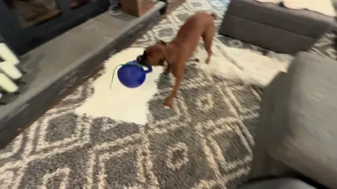 I love their greeting always. No one else is ever this happy to see me! #zeustheboxerdog #lunatheboxerdog #boxerdogsoftiktok #boxerlovers #boxerdogs 
