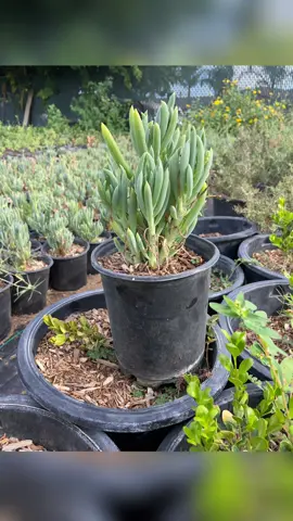 #landscaping #costrucctionwork #california #plantasjardin #fypシ゚viral 