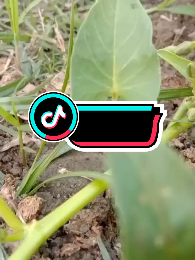 #foryoupage #foryou #greenscreen #tiktok #greenscreen 