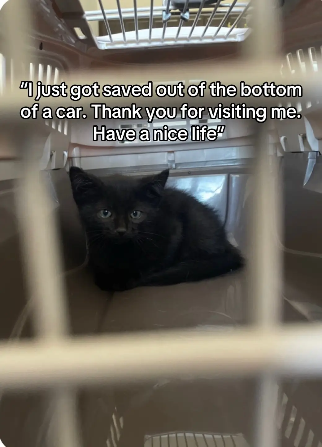 I love my little void so much 😭  #cats #cat #catsoftiktok #catlover #catsvideo 
