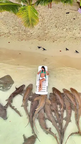 Feel your eyes 🦈 (Shark beach v.thinadhoo📍) #vaavuatoll #vaavuthinadhoo #maldives #sharkbeach #nursesharks @Rising Sun Beach View 🎥:@Shifaah1 