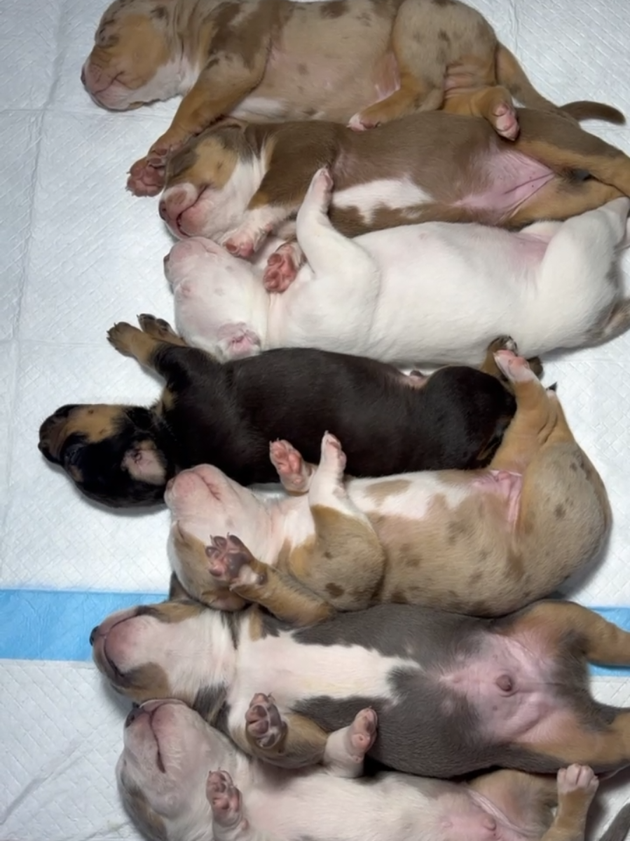 I'm in Love 😍🥰 7 days old #CoralGhost puppies 🤤🫠 817-995-8725 Burlesonbullies.com  🐾🐾 We Don't Find Homes for new Dogs...We Match Perfect Homes for Perfect Pups 😊 www.Burlesonbullies.com 🐾🐾 #BurlesonBullies #GotTex #FckSloppy #GotBurleson #USA 