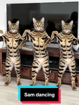 Sam #catsoftiktok #bengals #bengalas #cats #cattok 