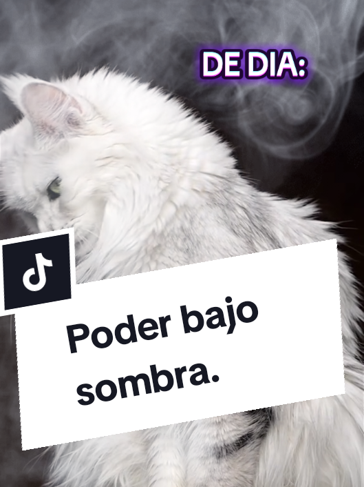 De día normal de noche muy diferente,responsabilidad minina. #gatos #animales #fyp #viral #cinematic 