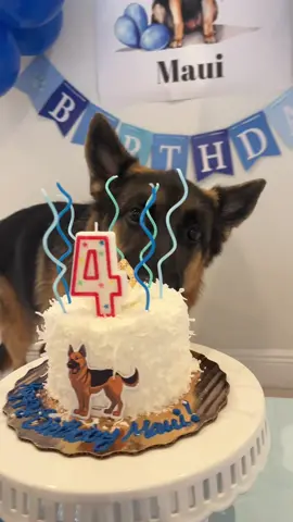 Happy 4th Birthday to our Baby Boy!!! 💙🥹🧁 Loving our new @Tactipup collars (video coming soon) Thank you Crazy Dog for the treats 😋