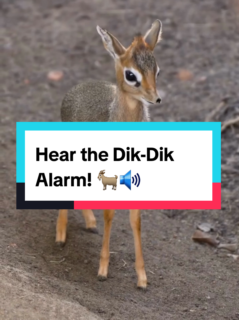 Replying to @stargazer8436  You asked… now hear it for yourself! 🐐🔊 These tiny antelopes get their name from the unique alarm call females make when they’re startled — it sounds like “dik-dik” or “zik-zik.” This high-pitched whistle can alert others of danger and is a key part of how they survive in the wild.  Want more amazing animal facts? Join us on YouTube: Fast Animal Facts for full videos! 🎥✨ #dikdik  #animalsounds  #fastanimalfacts  #savannaanimals  #DidYouKnow 