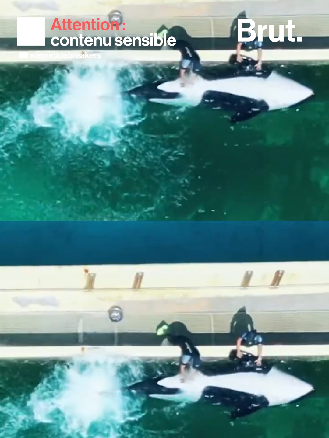 Un soigneur stimule sexuellement une orque mâle à Marineland, la vidéo fait polémique. #sinformersurtiktok #orque #marineland #animal