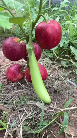 Đam mê Sáng tác|| Phu Trong Nguyen Chẳng âu buồn âu lo Ngày, chia lìa nhau, tình hỡi trái tim người ơi.... Ngày chia lìa hỡi một người, Tình cờ quen nhau, ta có biết đâu, đến nơi là bến. Ta một lòng yêu thương, sao nỡ ra đi, đến nơi dần xa. Một ngày dừng lại, nỗi buồn thành mây, xóa tan đi muộn phiền, Xóa tan đi người ơi, Về đi là nơi bắt đầu. Ngày dài, tình hỡi nhớ, tim chàng còn chung đôi   Con đường còn dài đôi ta, chung ước mơ xa đến nơi bình yên. Khóc cho một đêm Vì, người hỡi nói câu biệt ly  Chốn hẹn kiếp sau chung đường... Một ngày ra đi  Xin xóa yêu thương, để lại bình yên, Không thật sự ra đi, níu kéo dẫu xa sẽ lần nữa Khóc một lần âu lo, được chung tình mới xóa tan đi người ơi... Người ơi, tình hỡi kỷ niệm...