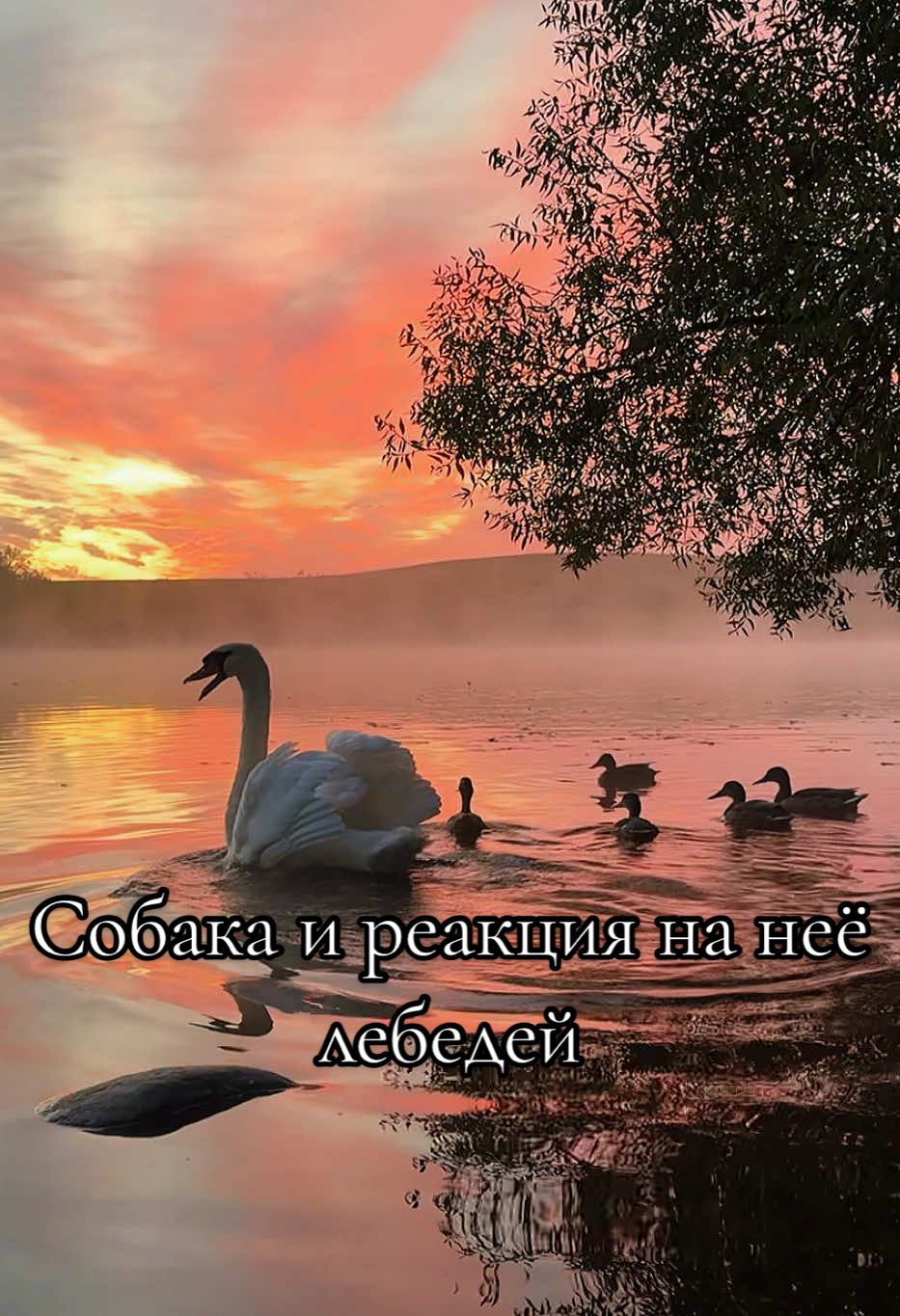 Увидев собаку, наши лебеди отплыли от берега издавая предупредительный клич.  #лебедь #swan #милоевидео #собака #dog 