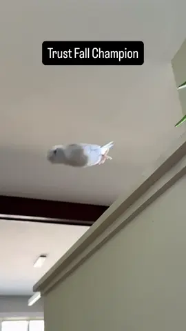 Rate my jumping skills! ⭐️⭐️⭐️⭐️⭐️