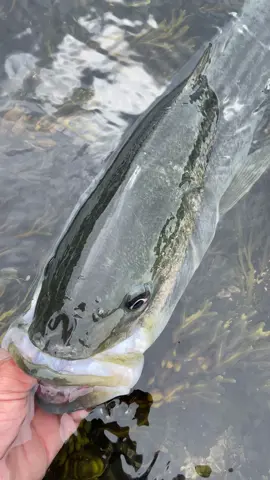 Hurricane Erin update: They are biting, don’t be a dumbass. 