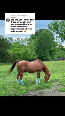 Replying to @ackerkatelyn Age doesn’t have to mean poor body condition #darkwinggsd #horse 