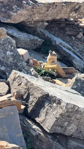 This was the absolute highlight of my hike yesterday who cares about the glacier look at the pika!!! #glacier #montana #pika #cute #nature #animals