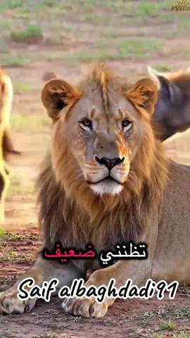 @الشيخ طال عمره🕶️💰 @وجع القلب @عشق الروح💞 @لحن الحياة @انا +حبيبي =وحد @aatf//عاطف 
