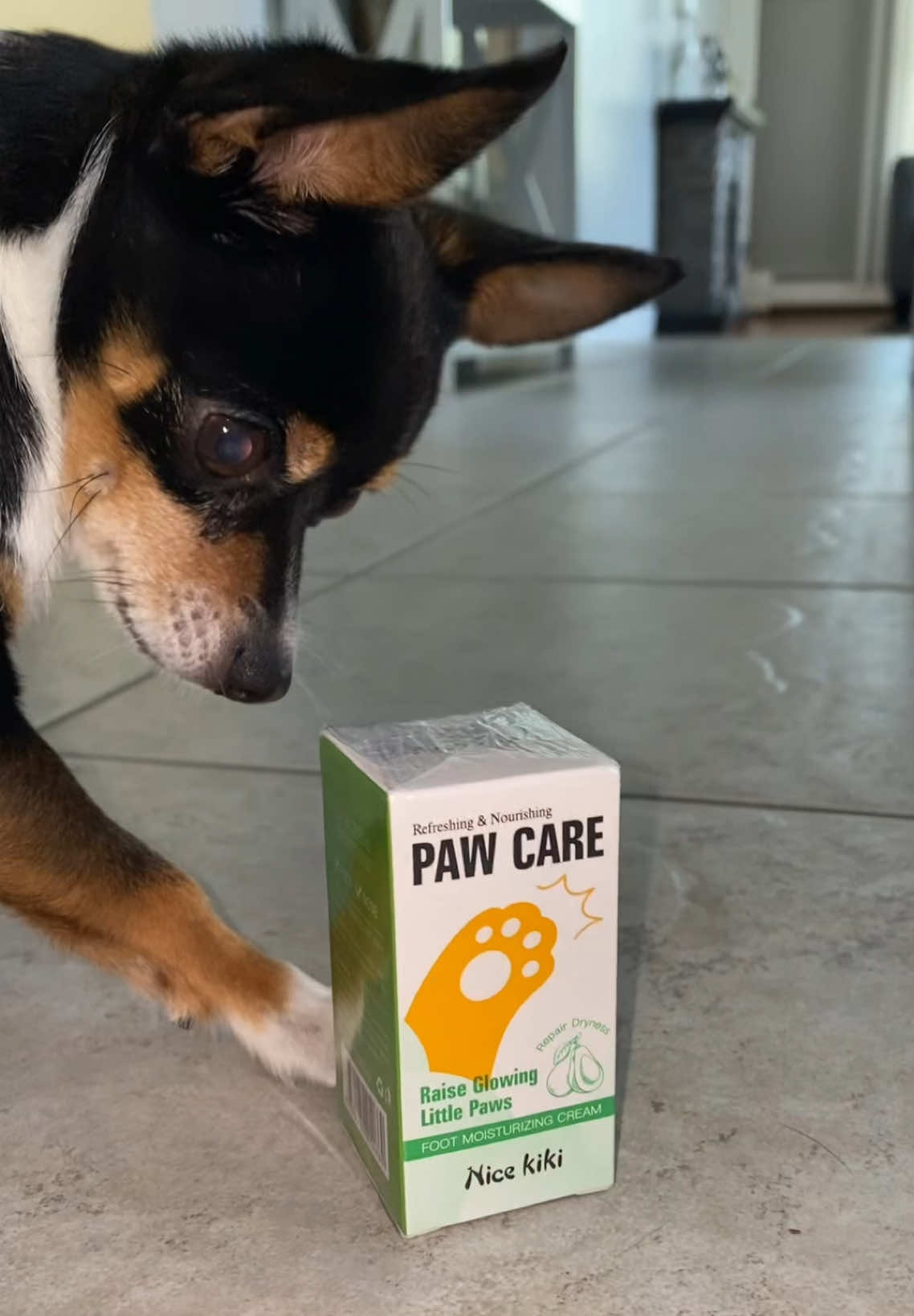 not sure if he’s excited about the package he got today or not 😂 #fyp #dog 