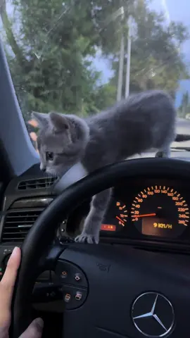 Кзо!Отдам в добрые руки.