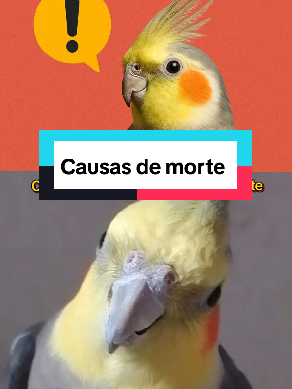 Causas que levam a calopsita a morte. #calopsita #calopsitas_mansa #calopsitasnotiktok #calopsitas #cockatiel 