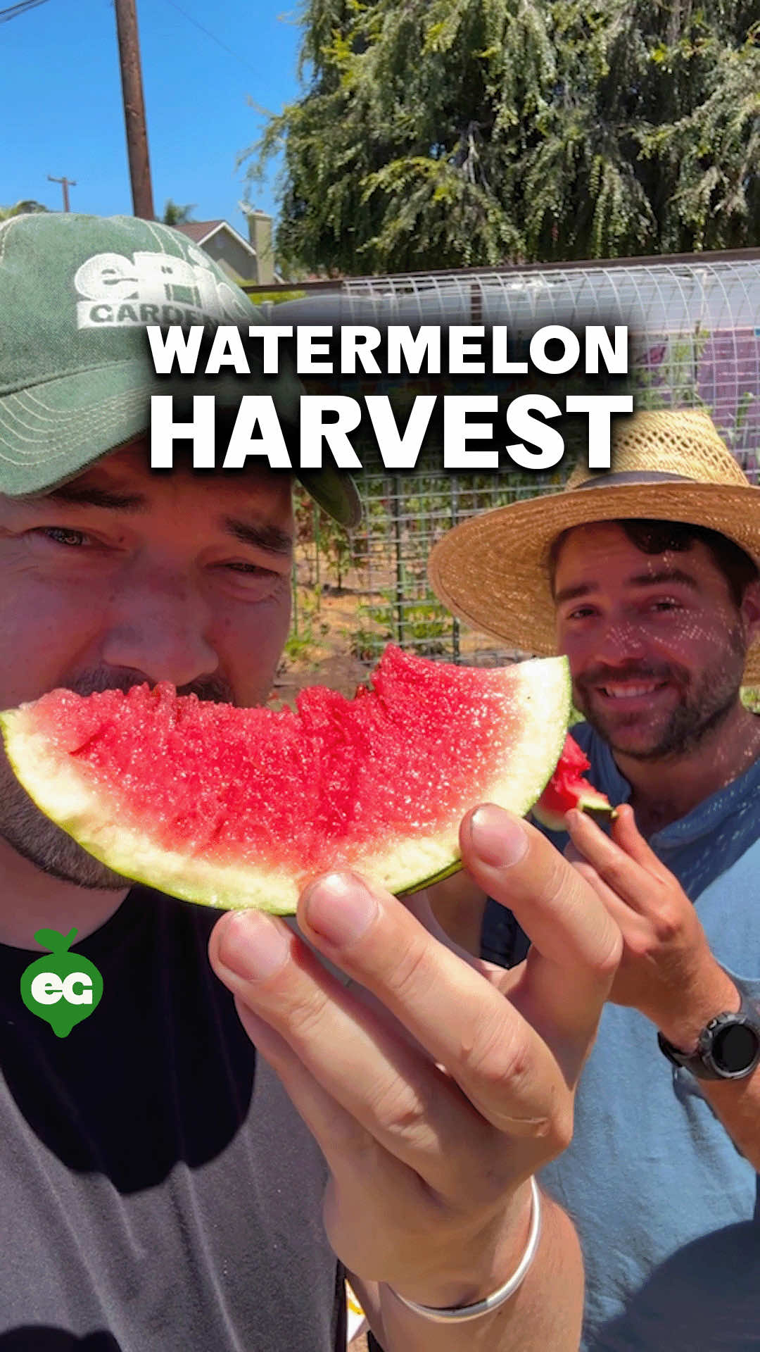 Timing your watermelon harvest is everything. Unlike other fruits that keep ripening after you pick them, watermelons are done developing the moment they leave the vine. So you’ve got to read the plant’s signals like a pro. The easiest tell? Check out that little curly tendril closest to your melon. When your watermelon is still growing, that tendril stays green and healthy, pumping water and nutrients to the fruit. But once your melon hits peak ripeness, that same tendril dries up and turns brown. It is basically the plant’s way of saying “job done, we’re cutting off the supply line.” Don’t forget about the field spot either. That’s the part of the melon sitting on the ground, and it’s like nature’s ripeness meter. A ripe watermelon will have a creamy yellow spot, while an unripe one is usually pale or white. The rind also changes slightly, losing some of its shiny “gloss” as sugars concentrate inside. When all these signs line up, you know you’ve got a winner. The plant has literally put everything it’s got into that fruit before shutting down the pipeline. That’s why a perfectly ripe watermelon smells sweet even before you cut it open and tastes like summer in every juicy bite. Trust the plant. It knows when the job is finished.