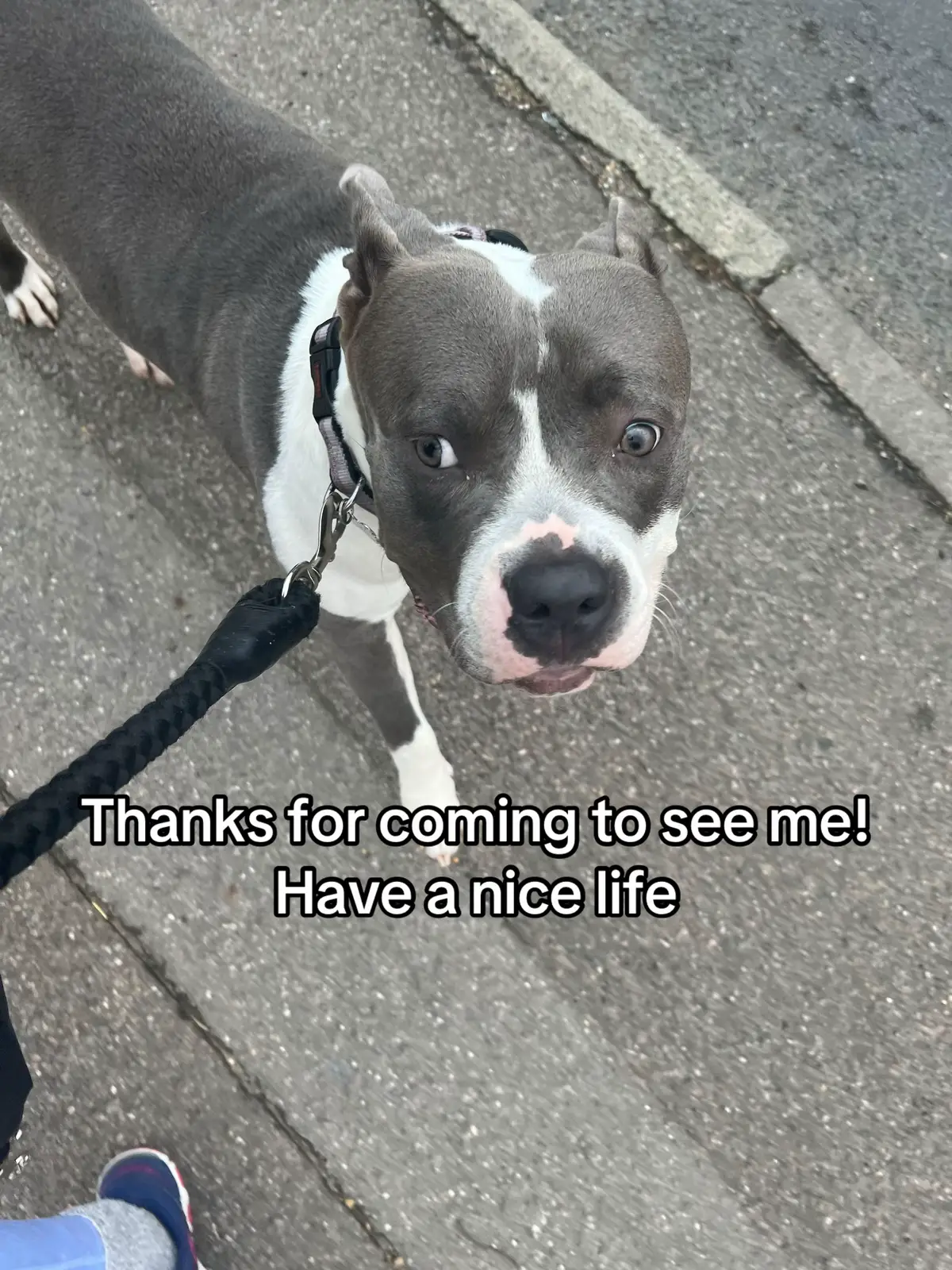 The best rescue dog we could have asked for 