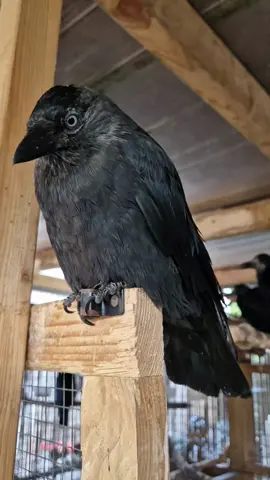 The competition for waggiest tail goes to Gregory Peck!  #disabled #rescue #jackdaw #corvid #foryoupage 