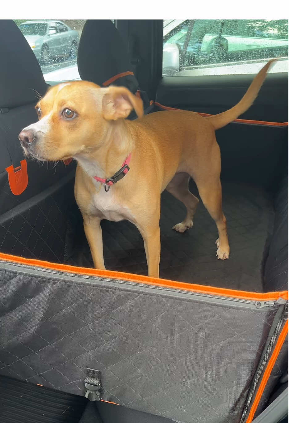 How did I survive car rides before this… idk but this was NEEDED ! #dogseating #dogsoftiktok #petowner #tiktokshopcreatorpicks #carhacks 
