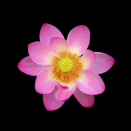 flowers video edit number 5 Beauty is not just about what the eyes can see, it lives in the quiet harmony between form and feeling, in the way light touches a surface or how a voice lingers in the air, it appears in imperfection as much as in symmetry because what moves us is not perfection itself but the presence of life within it, beauty is the moment something ordinary turns luminous, when we notice it fully and let it resonate, it does not demand to be understood but simply to be felt, and in that feeling we discover a truth that belongs only to us #flowers #lotus #rare #unique #animuspax 