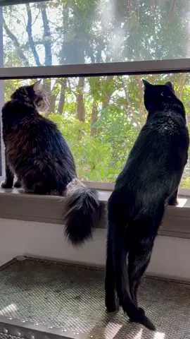 anyone else’s roommates interrupt their filming too?? #catsoftiktok #contentcreator #cutecats 