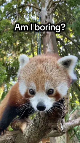 FYI Red Pandas although sleep a lot, are defo not boring  #redpanda #zoo #cuteanimal #funny #zookeeper 