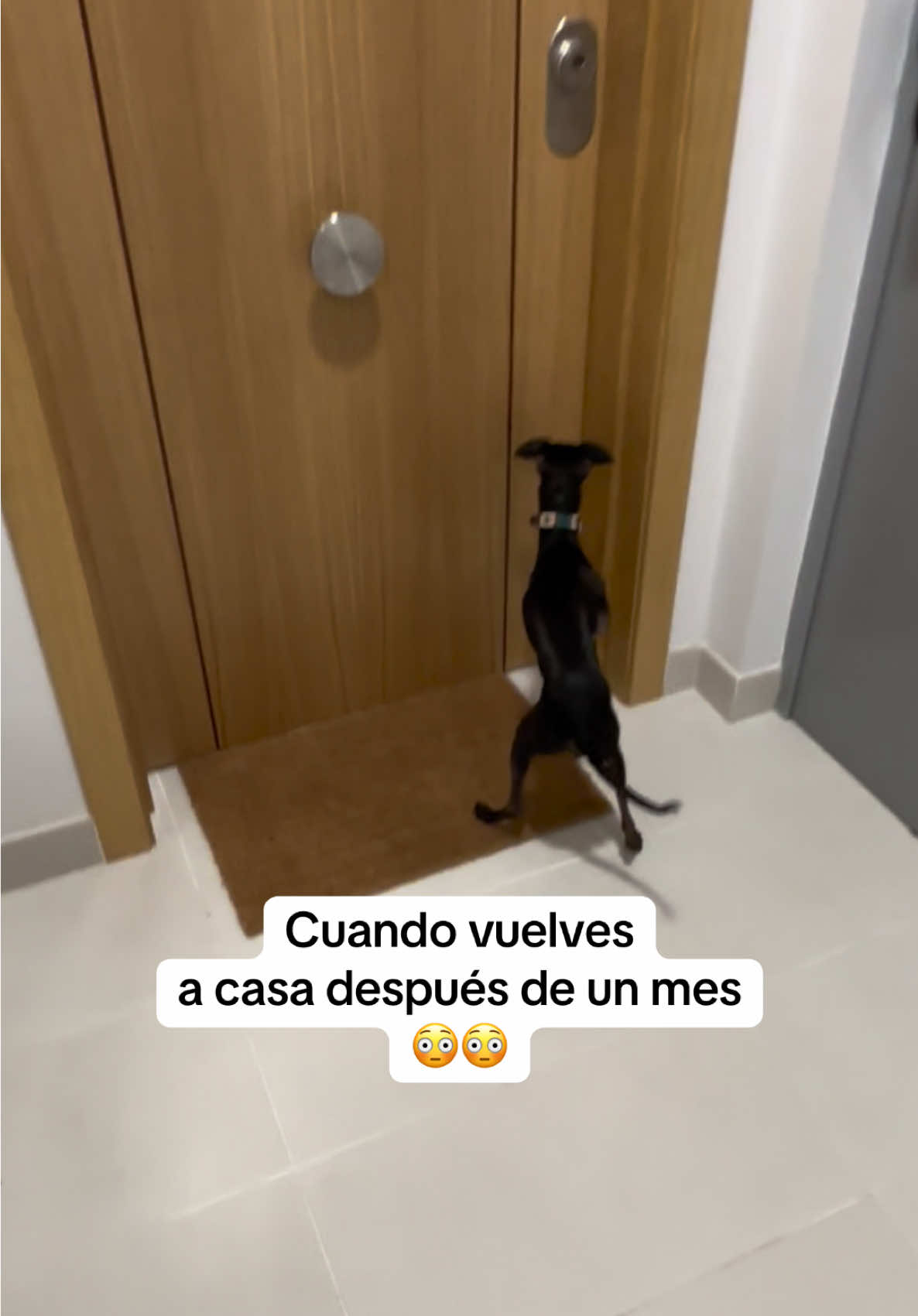 NO PODÍA CONTENER LA EMOCIÓN EL POBRE 😭😭  #galgoitaliano #perros #fyp #perrostiktokers #perros 